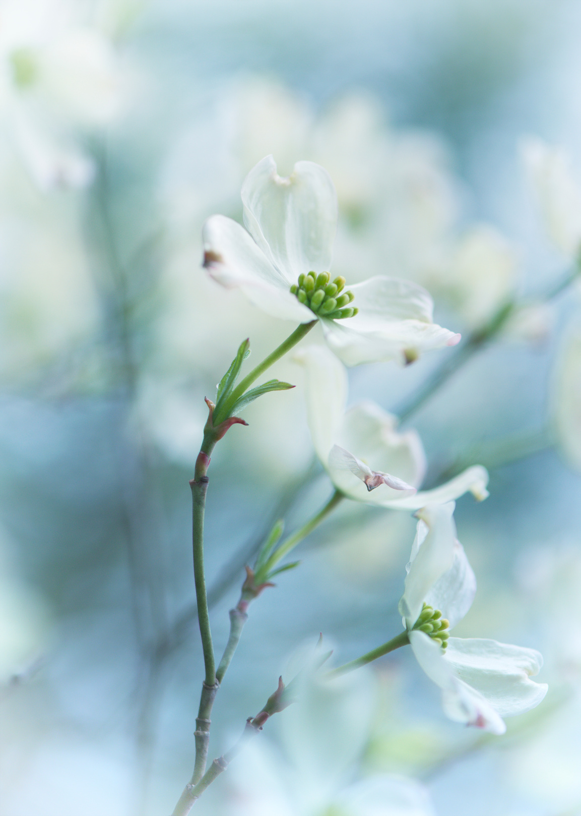 Vertical white flowering dogwood flower blossom